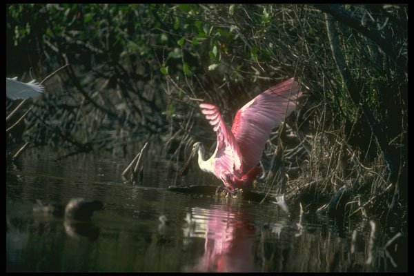 289058 Roseate Spoonbill, Fishing A4 Photo Print