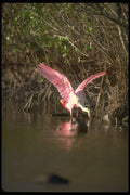 289059 Roseate Spoonbill, Fishing A4 Photo Print
