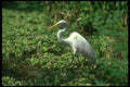 289060 Great Egret A4 Photo Print