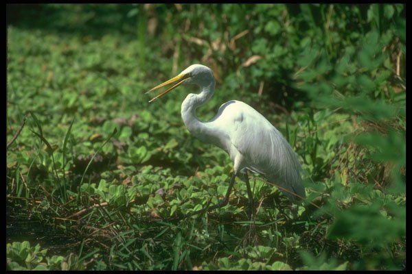 289060 Great Egret A4 Photo Print