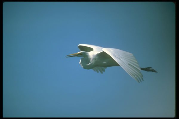 289061 Great Egret, In Flight A4 Photo Print