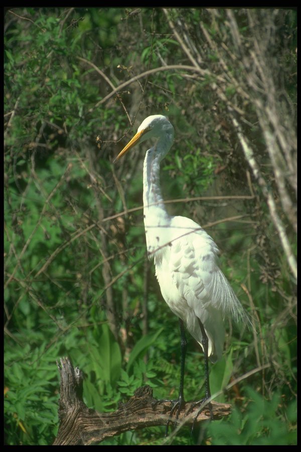 289062 Great Egret A4 Photo Print