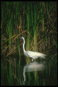 289063 Great Egret A4 Photo Print