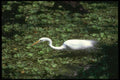 289064 Great Egret A4 Photo Print