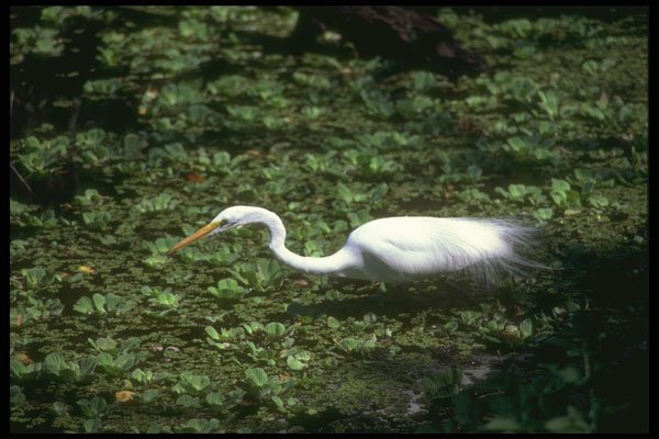 289064 Great Egret A4 Photo Print