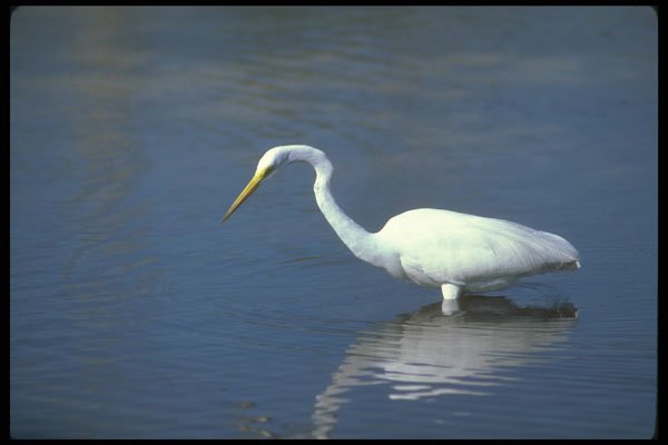 289065 Great Egret A4 Photo Print