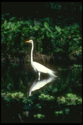 289066 Great Egret A4 Photo Print
