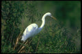 289067 Great Egret A4 Photo Print