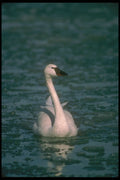 289068 Whistling Swan, In Icy River A4 Photo Print