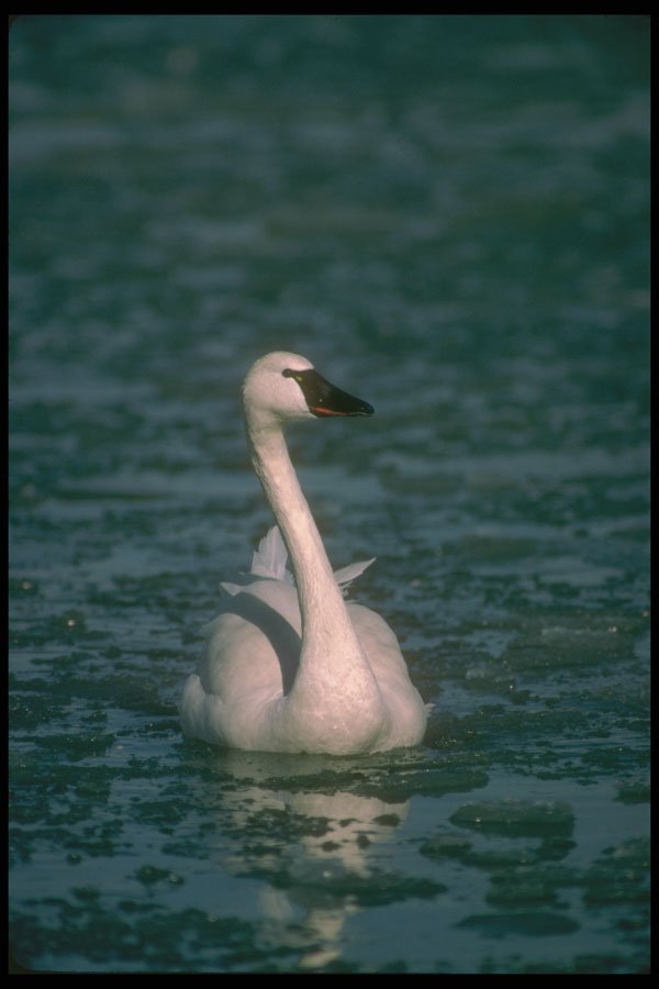 289068 Whistling Swan, In Icy River A4 Photo Print