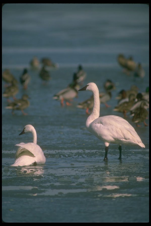 289069 Whistling Swans, On Ice A4 Photo Print
