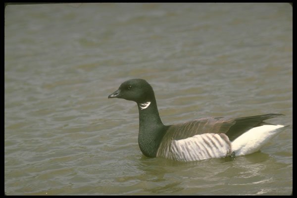 289070 Atlantic Brant Goose A4 Photo Print