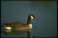 289071 Canada Goose, In Still Water A4 Photo Print