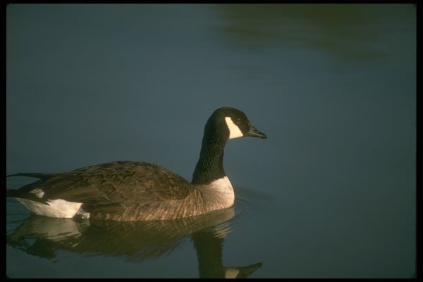 289071 Canada Goose, In Still Water A4 Photo Print
