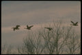 289072 Canada Geese, In Flight A4 Photo Print