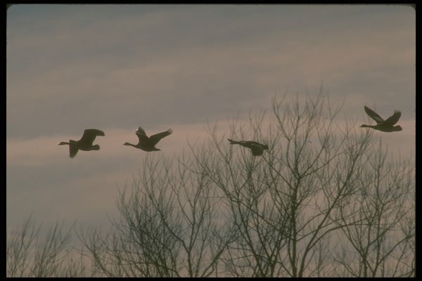 289072 Canada Geese, In Flight A4 Photo Print