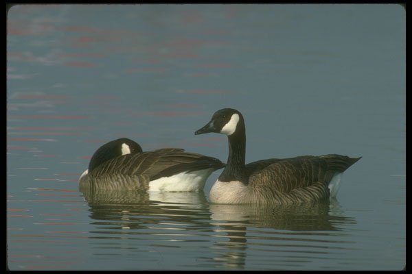289073 Canada Geese, Pair On Water A4 Photo Print