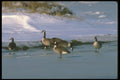 289075 Canada Geese, Standing On Ice A4 Photo Print