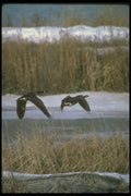 289076 Canada Geese, In Flight A4 Photo Print