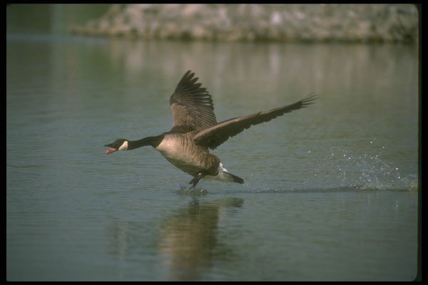289077 Canada Goose, Chasing Others Away From Its Territory A4 Photo Print