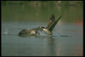 289078 Canada Goose, Chasing Others Away From Its Territory A4 Photo Print