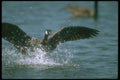 289079 Canada Goose, Landing On Water A4 Photo Print
