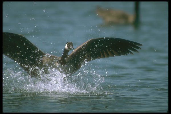 289079 Canada Goose, Landing On Water A4 Photo Print