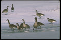 289080 Canada Geese, Standing On Frozen River A4 Photo Print