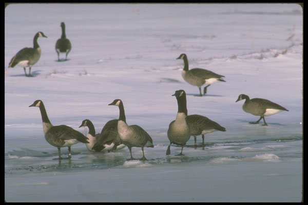 289080 Canada Geese, Standing On Frozen River A4 Photo Print