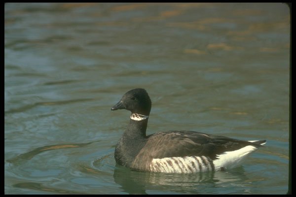 289081 Atlantic Brant Goose A4 Photo Print