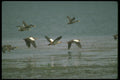 289082 Egyptian Geese, In Flight With Yellow billed Ducks A4 Photo Print