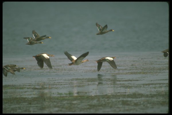 289082 Egyptian Geese, In Flight With Yellow billed Ducks A4 Photo Print