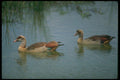 289083 Egyptian Geese A4 Photo Print