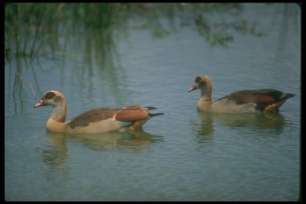 289083 Egyptian Geese A4 Photo Print