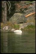 289084 Trumpeter Swan A4 Photo Print