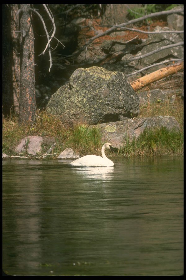 289084 Trumpeter Swan A4 Photo Print
