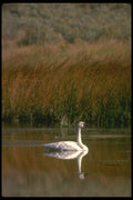 289085 Trumpeter Swan A4 Photo Print