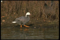 289086 Emperor Goose A4 Photo Print