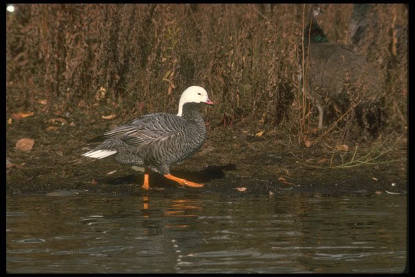 289086 Emperor Goose A4 Photo Print