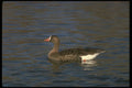 289087 White fronted Goose A4 Photo Print