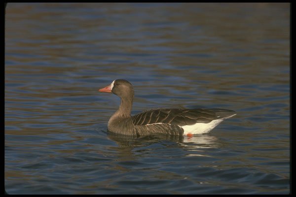 289087 White fronted Goose A4 Photo Print