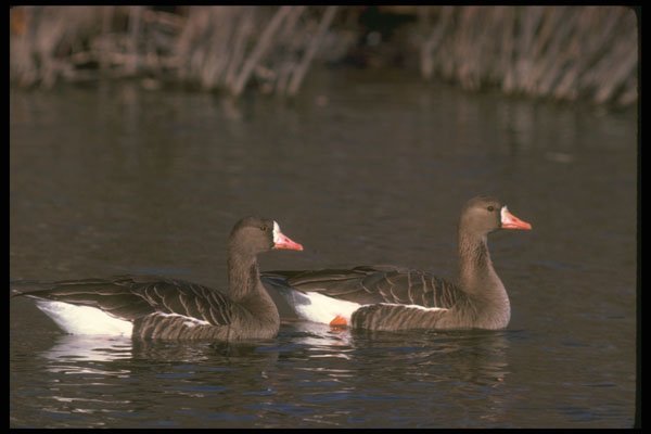 289088 White fronted Geese A4 Photo Print