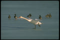 289089 Mute Swan, Taking Off From Ice A4 Photo Print