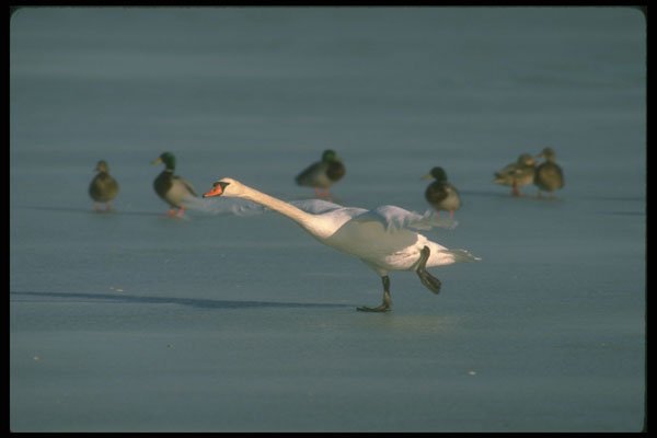 289089 Mute Swan, Taking Off From Ice A4 Photo Print