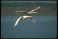 289090 Mute Swans, In Flight A4 Photo Print