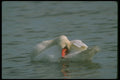 289091 Mute Swan, Preening A4 Photo Print