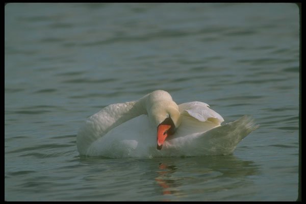 289091 Mute Swan, Preening A4 Photo Print