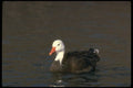 289092 Blue Goose A4 Photo Print