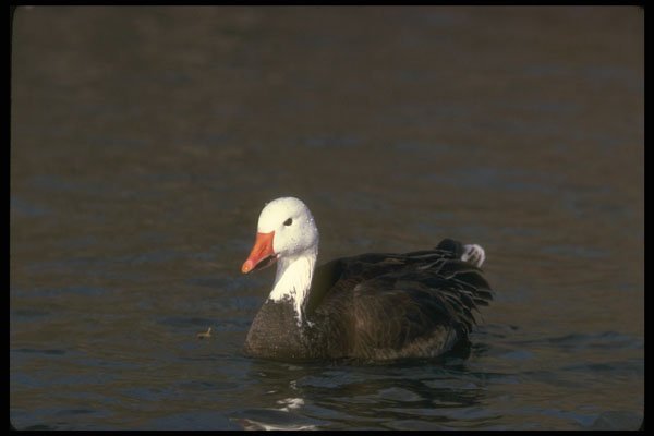 289092 Blue Goose A4 Photo Print