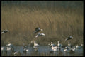 289093 Blue Geese, Dropping In A4 Photo Print